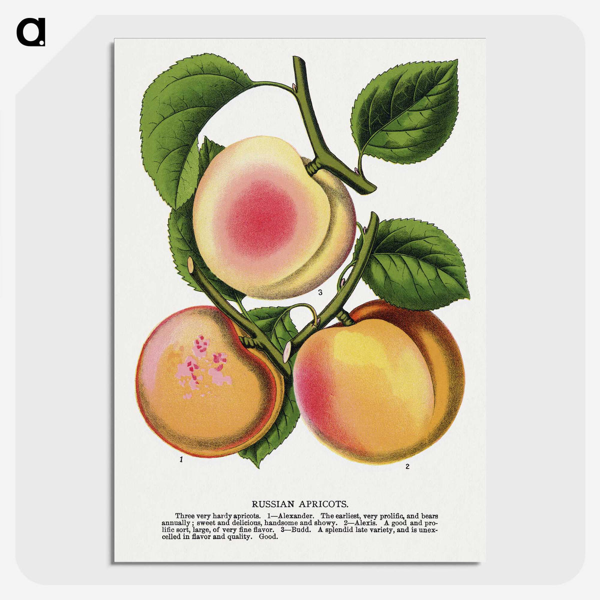 1-51_Botanical-Specimen-Plates_picture-crop