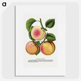 1-51_Botanical-Specimen-Plates_picture