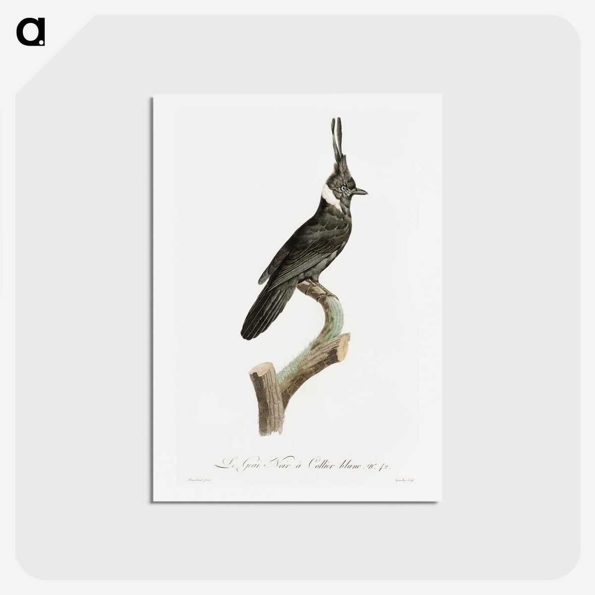 1-51_Des-Oiseaux-de-Paradis_hagaki