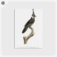 1-51_Des-Oiseaux-de-Paradis_postcard