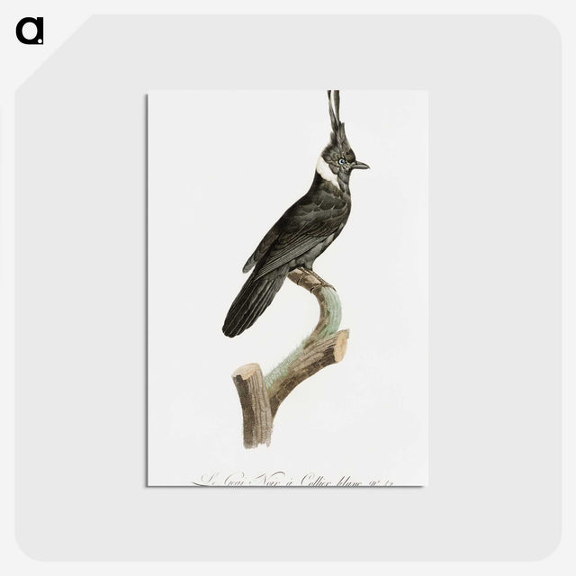 1-51_Des-Oiseaux-de-Paradis_postcard