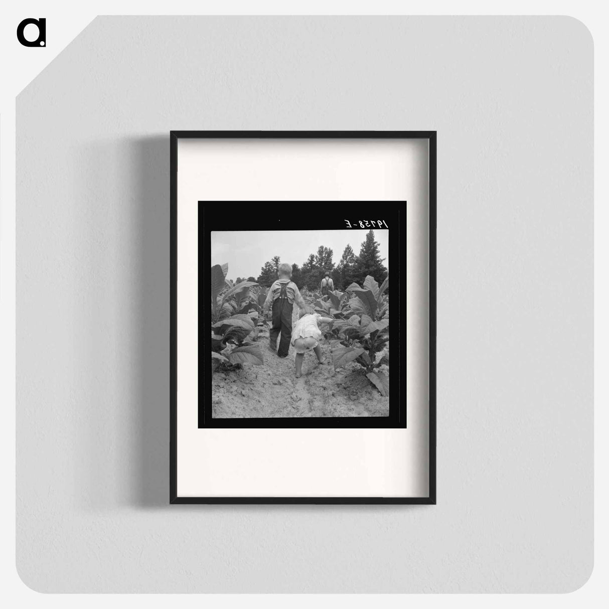 Children helping father, tobacco sharecropper, at work in tobacco patch - Dorothea Lange Poster.