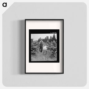 アートポスター-Children helping father, tobacco sharecropper, at work in tobacco patch - ドロテア ラング Poster.