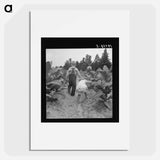 Children helping father, tobacco sharecropper, at work in tobacco patch - Dorothea Lange Poster.