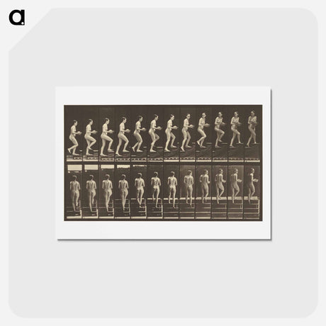 アートポストカード-Animal Locomotion
 - エドワード マイブリッジ Postcard.