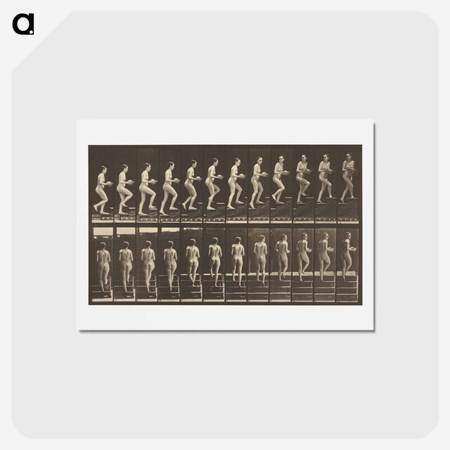 アートポストカード-Animal Locomotion
 - エドワード マイブリッジ Postcard.