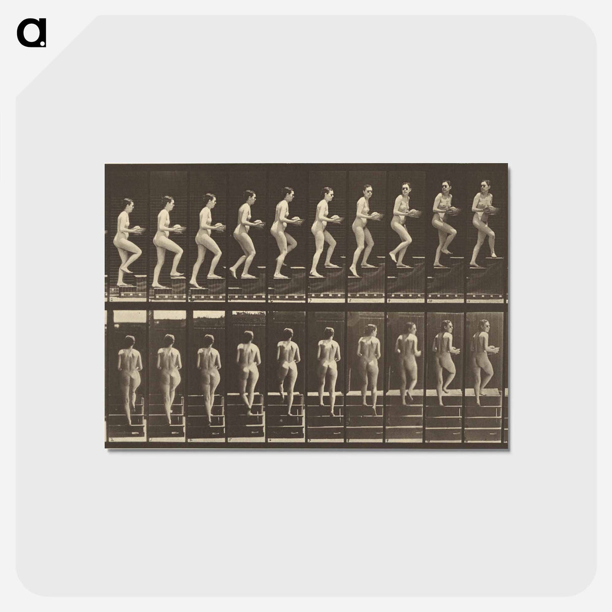 アートポストカード-Animal Locomotion
 - エドワード マイブリッジ Postcard.