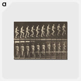 アートポストカード-Animal Locomotion
 - エドワード マイブリッジ Postcard.