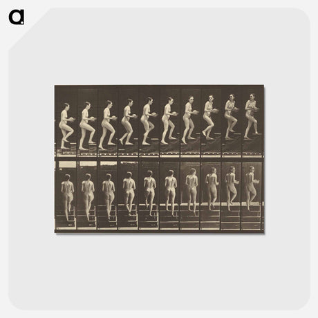 アートポストカード-Animal Locomotion
 - エドワード マイブリッジ Postcard.