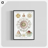 1-51_Ernst-Haeckel_blk-crop