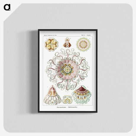 1-51_Ernst-Haeckel_blk-crop