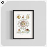 1-51_Ernst-Haeckel_blk