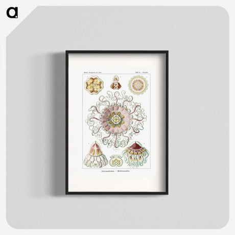 1-51_Ernst-Haeckel_blk