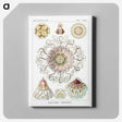 1-51_Ernst-Haeckel_canvas