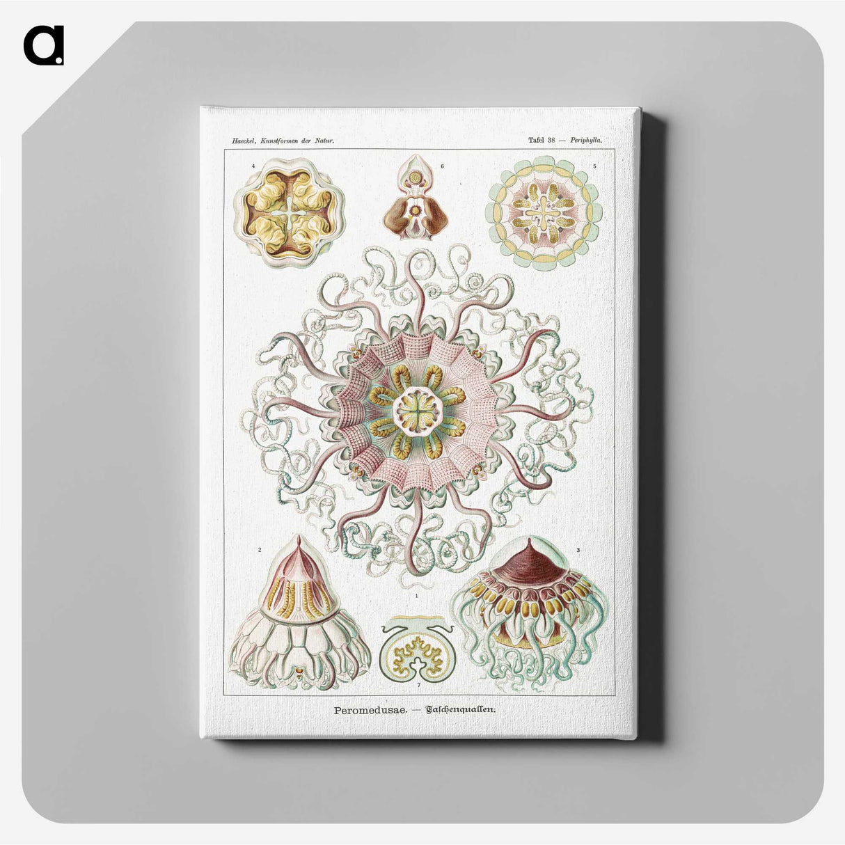 1-51_Ernst-Haeckel_canvas