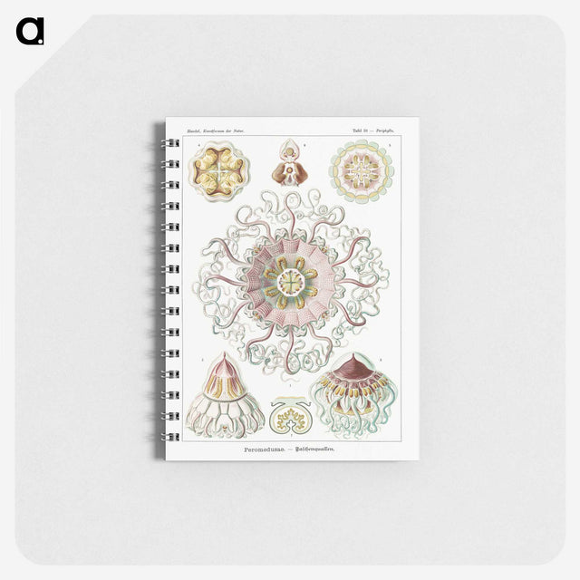 1-51_Ernst-Haeckel_memo
