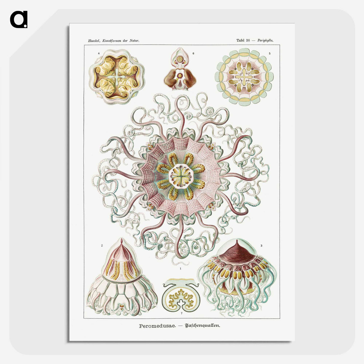 1-51_Ernst-Haeckel_picture-crop