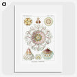 1-51_Ernst-Haeckel_picture