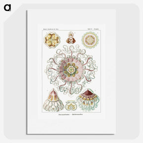1-51_Ernst-Haeckel_picture