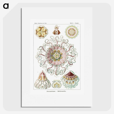 1-51_Ernst-Haeckel_picture