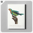 1-51_Francois-Levaillant_canvas