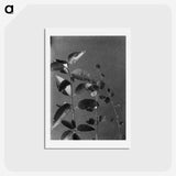 1-51_Frederick-Charles-Brockett_hagaki