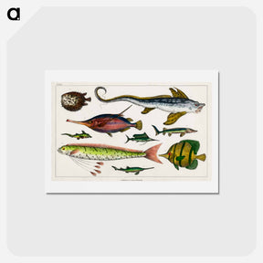アートポストカード-Fishes from Goldsmith's Animated Nature
 - ゴールドスミスの生き生きとした自然 Postcard.