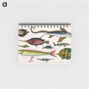 アートメモ帳-Fishes from Goldsmith's Animated Nature
 - ゴールドスミスの生き生きとした自然 Memo.