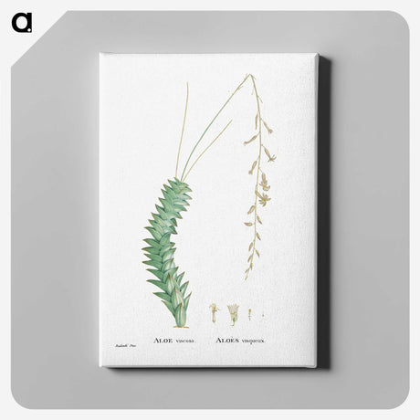 1-51_Histoire-des-Plantes-Grasses_canvas