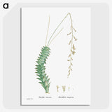 1-51_Histoire-des-Plantes-Grasses_picture-crop