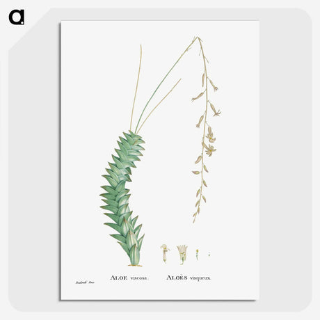 1-51_Histoire-des-Plantes-Grasses_picture-crop