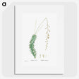 1-51_Histoire-des-Plantes-Grasses_picture