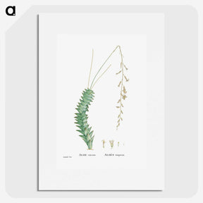 1-51_Histoire-des-Plantes-Grasses_picture