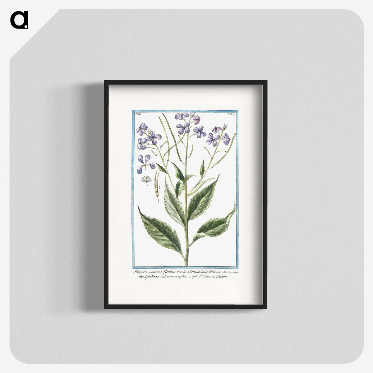1-51_Hortus-Romanus-Botanical-Plates_blk