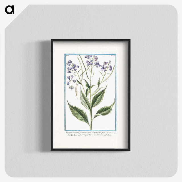 1-51_Hortus-Romanus-Botanical-Plates_blk