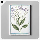1-51_Hortus-Romanus-Botanical-Plates_canvas