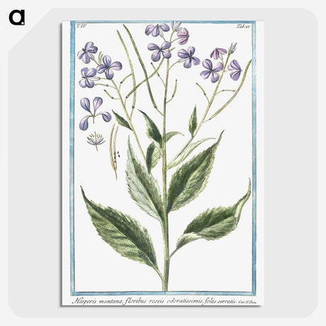 1-51_Hortus-Romanus-Botanical-Plates_picture-crop