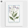 1-51_Hortus-Romanus-Botanical-Plates_picture