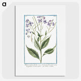 1-51_Hortus-Romanus-Botanical-Plates_picture