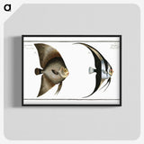 1-51_Ichtyologie-ou-Histoire-naturelle_blk-crop