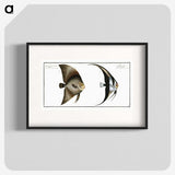 1-51_Ichtyologie-ou-Histoire-naturelle_blk