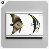 1-51_Ichtyologie-ou-Histoire-naturelle_canvas