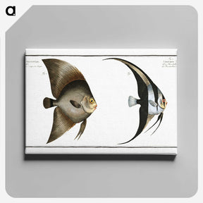 1-51_Ichtyologie-ou-Histoire-naturelle_canvas