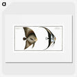 1-51_Ichtyologie-ou-Histoire-naturelle_picture