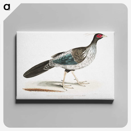 1-51_Indian-Zoology_canvas