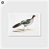 1-51_Indian-Zoology_hagaki