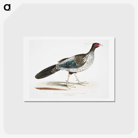 1-51_Indian-Zoology_hagaki