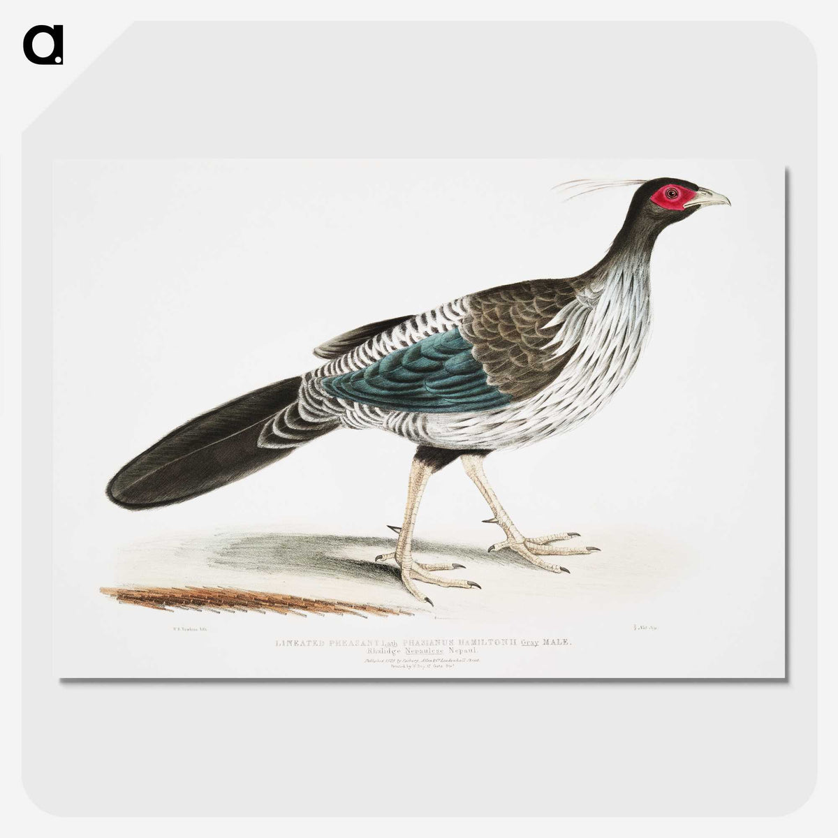 1-51_Indian-Zoology_picture-crop