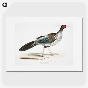 1-51_Indian-Zoology_picture