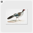 1-51_Indian-Zoology_postcard